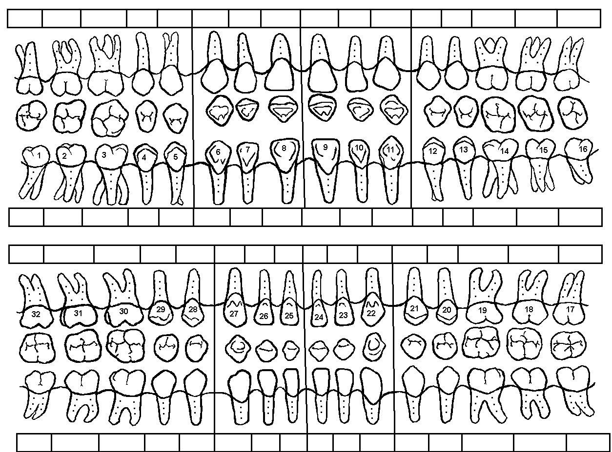 example of printable dental chart template example of printable dental chart template