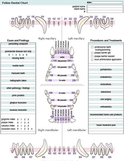 printable dental chart template example printable dental chart template example