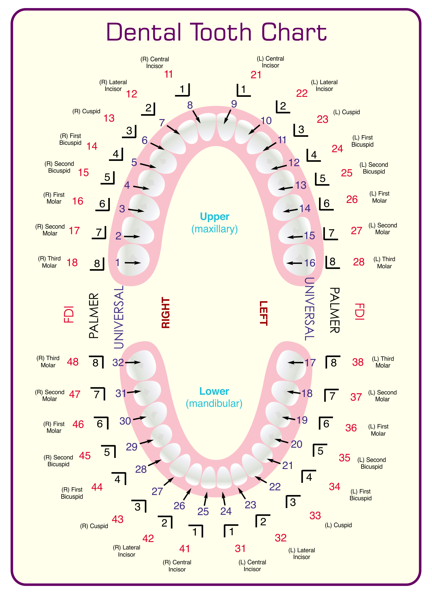 printable dental chart template sample printable dental chart template sample